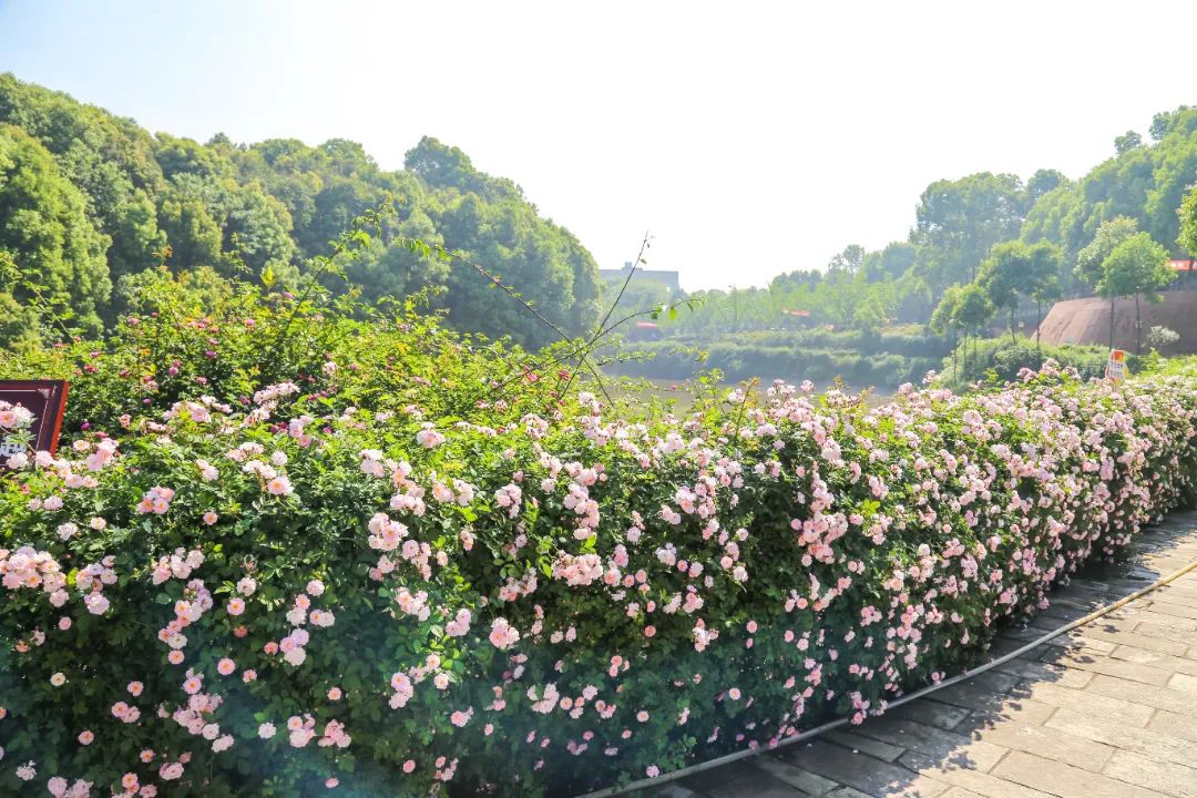 IMG_1117.JPG 图片